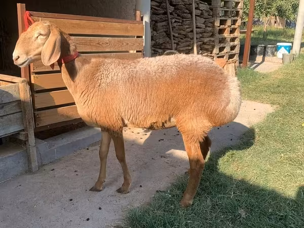 Kambing betina, Arashan sheep