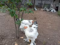 Brahma — foto 2