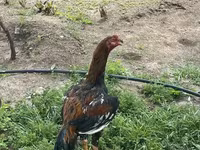 Chickens — 2-rasm