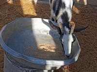 Koza, Saanen goat — foto 5