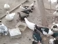 Ducks — عکس 6