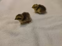 Quails — 4 зураг