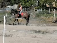 ม้าตัวเมีย, Polish pony — รูปภาพ 2