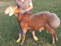 Baran, Edilbay sheep — zdjęcie 2
