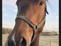 Hoppe, Nonius horse — foto 6
