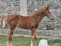 Horse (M), Anglo-Arabian — photo 2