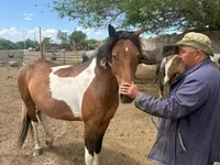 مادیان, Kazakh horse — عکس 2