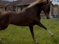Klisna, Dutch warmblood horse — foto 1