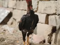 Bantam japonez — foto 6