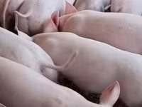 ሴት አሣማ, Pigs — ፎቶ 4