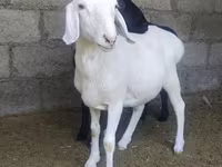 قوچ, گوسفند — عکس 4