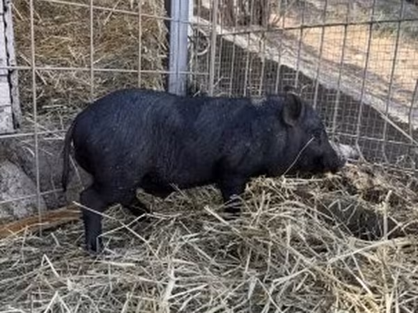 Eber, Schweine