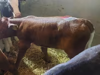 วัวตัวผู้, Simmental cattle — รูปภาพ 1