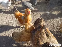 Chickens — รูปภาพ 2