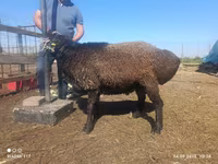 숫양, Edilbay sheep — 사진 3