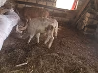 Ցուլ, Simmental cattle — լուսանկար 4
