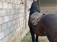 Kuda jantan, Horses — foto 5