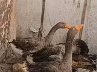 Geese — Foto 1