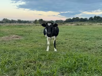 암소, Swiss cattle — 사진 3