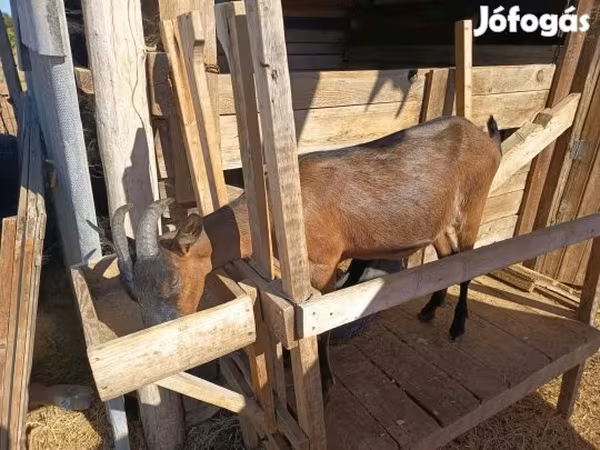 Ged, Alpine goat