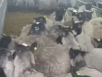 பெண் ஆடு, Romanov sheep — புகைப்படம் 6