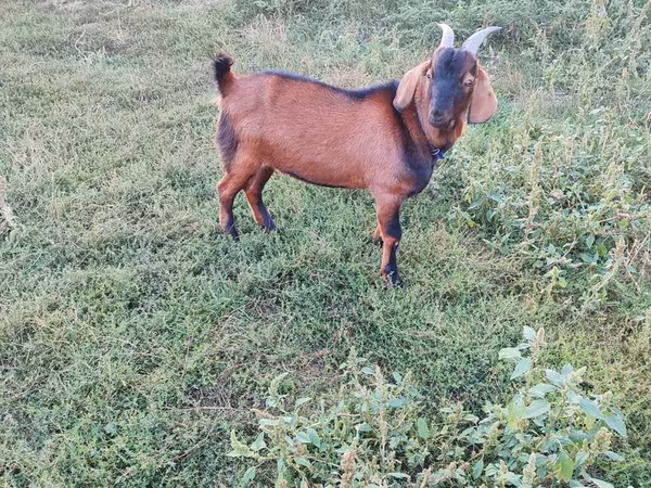 Kambing jantan, Nubian Goat