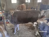 Bulle, Swiss cattle — Foto 3