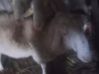 Kambing jantan, Assaf sheep — foto 2