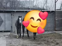 Cavalla, Orlov Trotter — foto 5