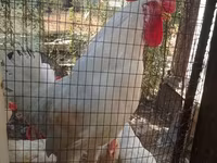 Chickens — عکس 3