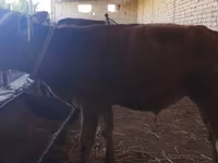 Bull, Cattle — photo 3