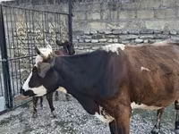 Koe, Simmental cattle — foto 2