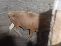 公牛, Cattle — 照片 5