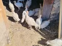 Turkeys — 1. fotó
