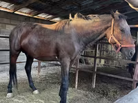 Cavallo, Cavalli — foto 1