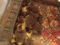 Ducks — รูปภาพ 3
