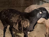 Biri-biri betina, Sheep — foto 2