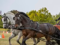 حصان, Hungarian horse breed — الصورة 1