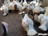 Ducks — foto 4