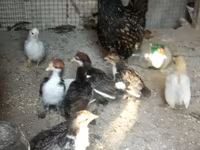 Chickens — الصورة 4