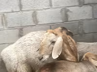 قوچ, Arashan sheep — عکس 5