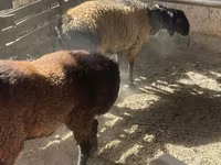 公羊, Rhon sheep — 照片 7