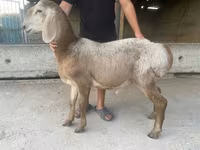 Beran, Arashan sheep — foto 1