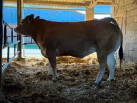 Ko, Partenaise cattle — foto 1