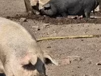 Säue, Schweine — Foto 4