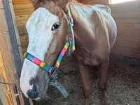 Kůň, Tiger horse — foto 4