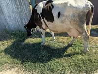 گاو ماده, گاو — عکس 2