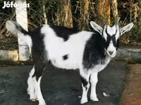 Ri’ lab, Goats — sawirka 2
