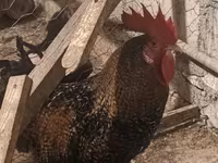 Chickens — foto 1
