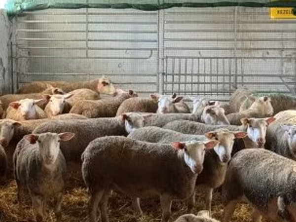قوچ, White Suffolk sheep